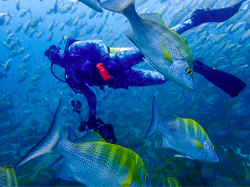 Vital Oceans